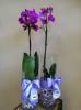 Orchidea üveg vázában